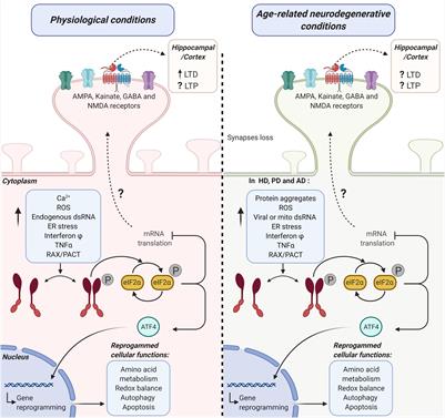 The Potential Role of Protein Kinase R as a Regulator of Age-Related Neurodegeneration